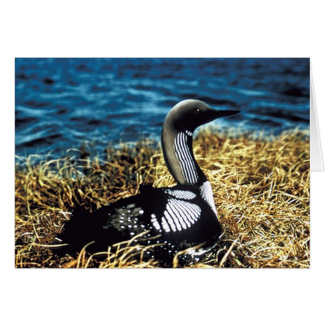 Pacific Loon (Front Horizontal)