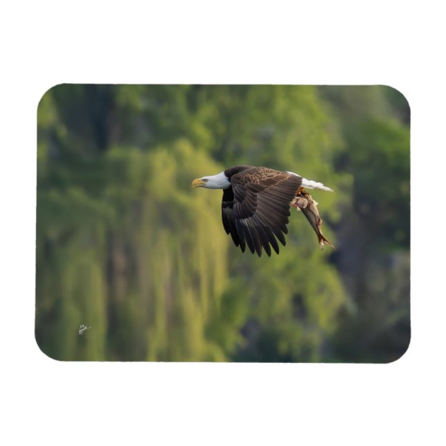 Pacific Northwest Bald Eagle with Salmon Blank Magnet (Horizontal)