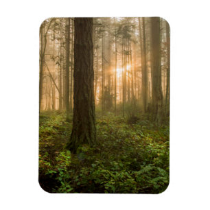 Pacific Northwest Forest   Foggy Morning Magnet