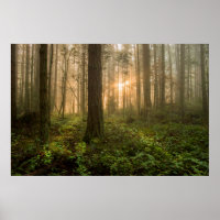 Pacific Northwest Forest | Foggy Morning