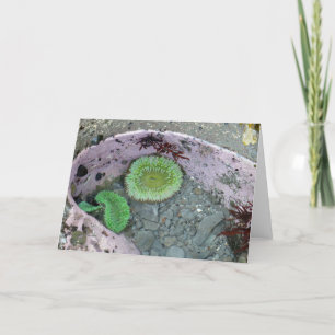 Pacific Northwest Tidepool with Green Anenomes Card