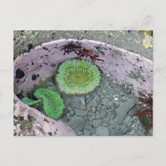 Pacific Northwest Tidepool with Green Anenomes Postcard (Front)