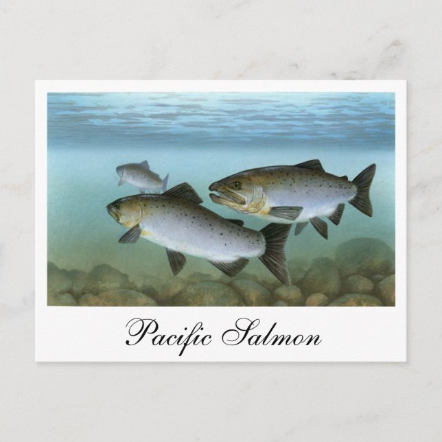 Pacific Salmon Painting Postcard (Front)