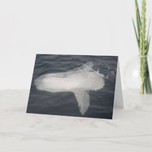 Pacific Sunfish (Mola mola) Card