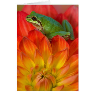 Pacific tree frog on flowers
