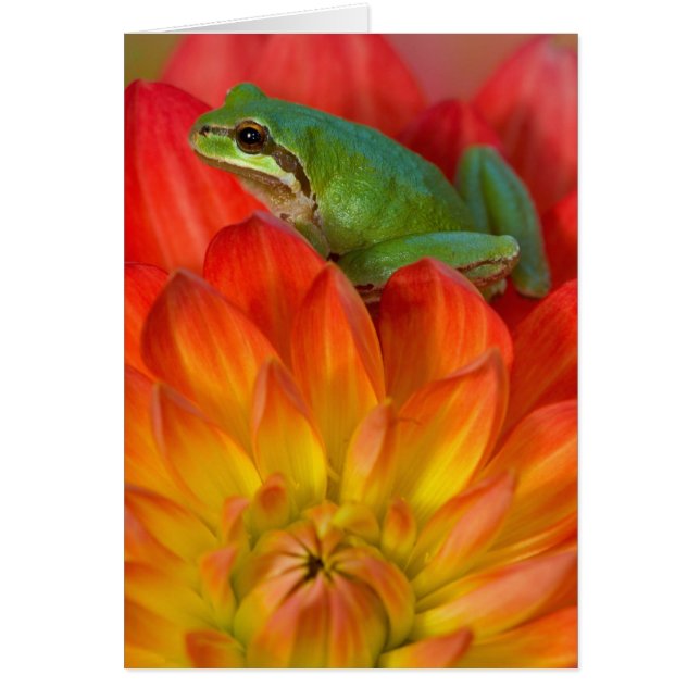 Pacific tree frog on flowers (Front)