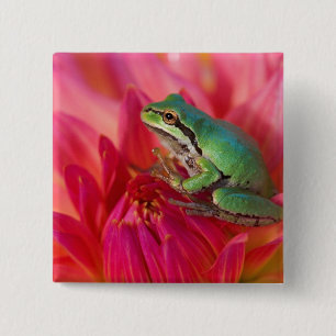 Pacific tree frog on flowers in our garden 15 cm square badge