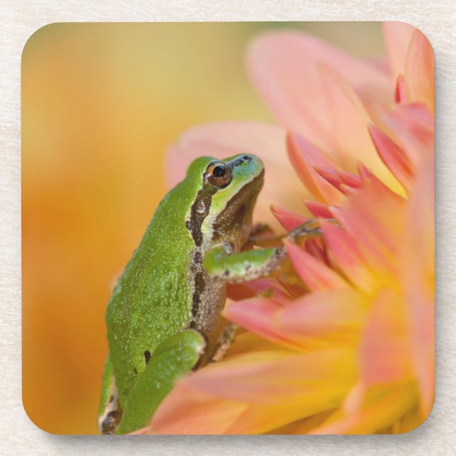 Pacific tree frog on flowers in our garden, 2 coaster (Front)