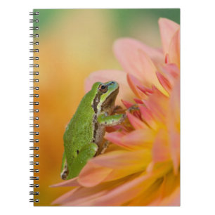 Pacific tree frog on flowers in our garden, 2 notebook