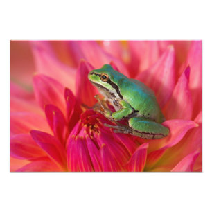 Pacific tree frog on flowers in our garden, 2 photo print