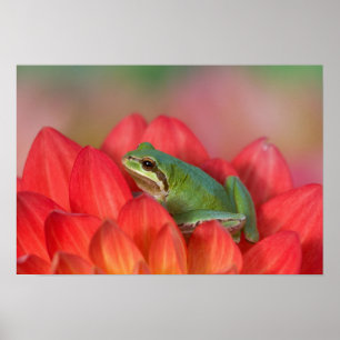 Pacific tree frog on flowers in our garden, 3 poster