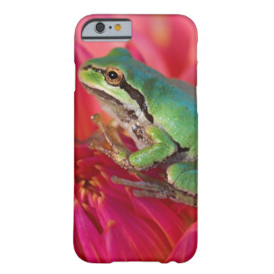 Pacific tree frog on flowers in our garden, 4 barely there iPhone 6 case