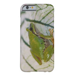 Pacific tree frog on flowers in our garden, barely there iPhone 6 case
