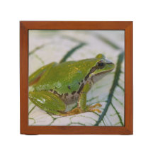 Pacific tree frog on flowers in our garden,