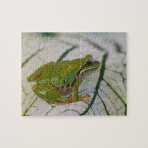 Pacific tree frog on flowers in our garden, jigsaw puzzle