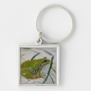 Pacific tree frog on flowers in our garden, key ring