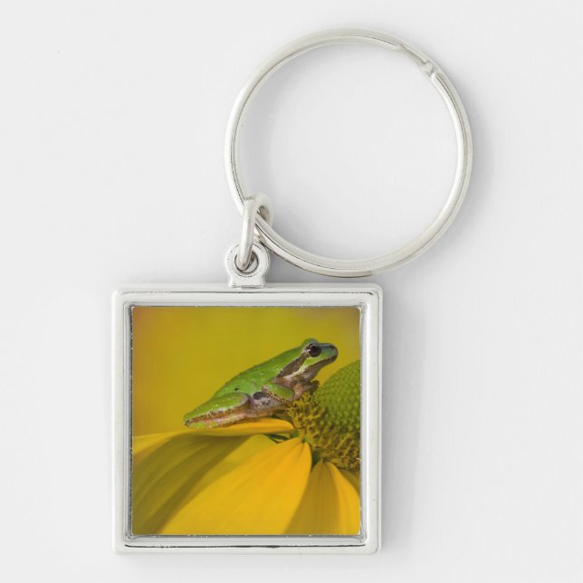 Pacific tree frog on flowers in our garden key ring (Front)