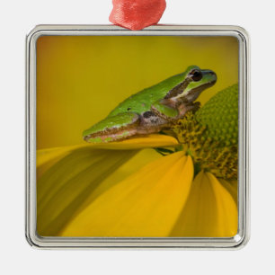 Pacific tree frog on flowers in our garden metal tree decoration