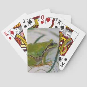 Pacific tree frog on flowers in our garden, playing cards