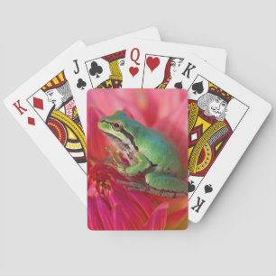 Pacific tree frog on flowers in our garden playing cards