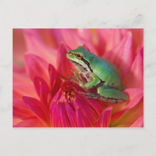 Pacific tree frog on flowers in our garden postcard