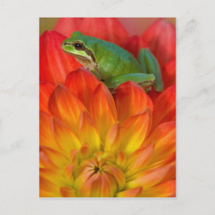 Pacific tree frog on flowers postcard