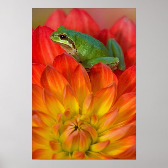 Pacific tree frog on flowers poster (Front)