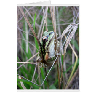 Pacific Treefrog or Chorus Frog
