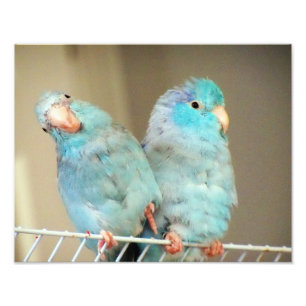 Pacifif Parrotlets Love Bird Companions Photo Art Print