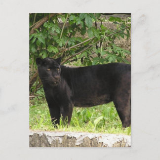 Pacing Panther Postcard