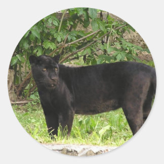Pacing Panther Stickers
