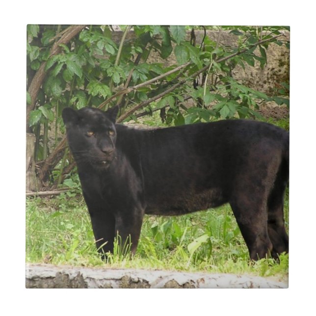 Pacing Panther Tile (Front)