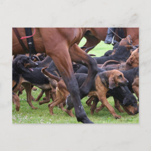 pack of bloodhounds postcard