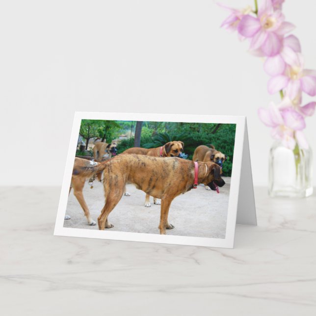 Pack of Dogs Card (Orchid)