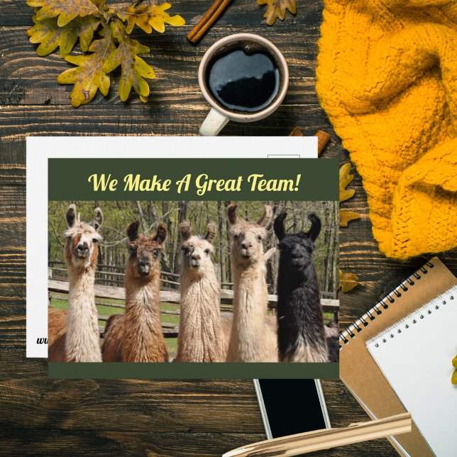 Pack of Happy Llamas Together Postcard (Is your work team just the best? Tell them with a postcard~!)