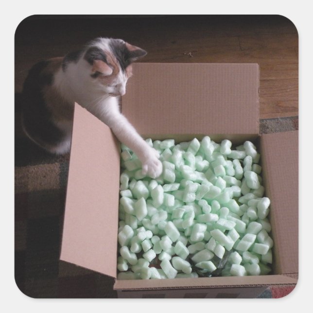 Packing cat stickers (Front)