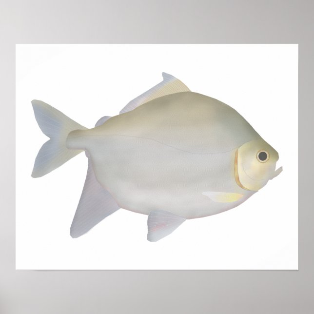 Pacu Murutinga Poster (Front)