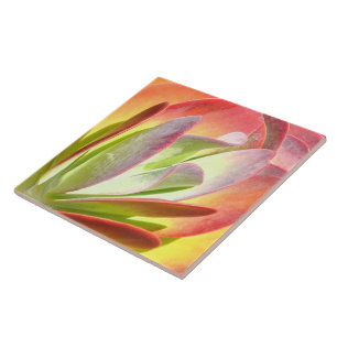 PADDLE PLANT/KALANCHOE/PHOTOG.DIG.EFFECTS TILE