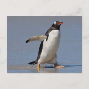 Paddling Gentoo Postcard