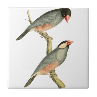 Paddy bird, Rice bird, or Java Sparrow Bird Illust Tile