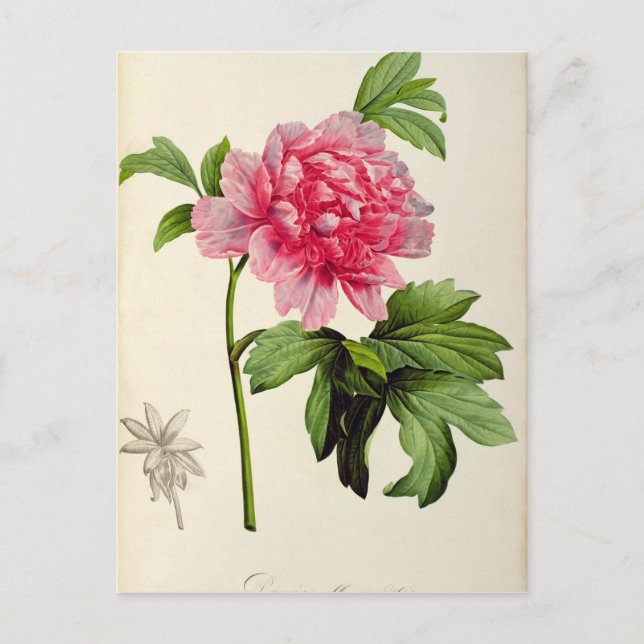 Paeonia Moutan, c.1799 Postcard (Front)