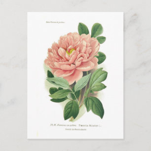 Paeonia moutan (Peony) Postcard