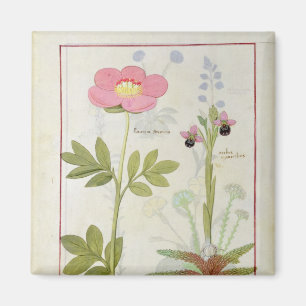 Paeonia or Peony, and Orchis myanthos Magnet