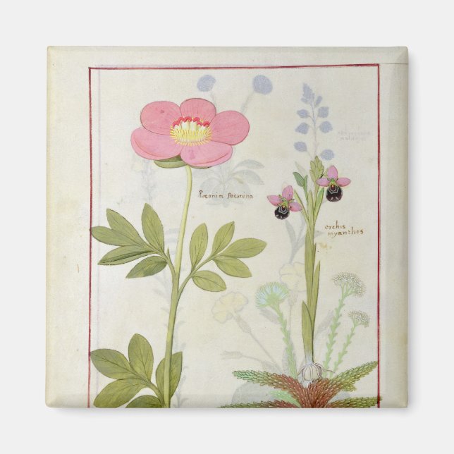 Paeonia or Peony, and Orchis myanthos Magnet (Front)