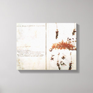Page 15 from a Herbarium Canvas Print