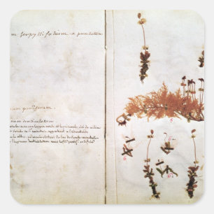 Page 15 from a Herbarium Square Sticker