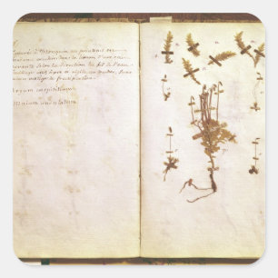 Page 24 from a Herbarium Square Sticker