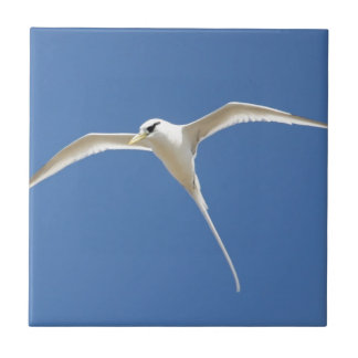 Paille birds in Queue Mauritius Tile
