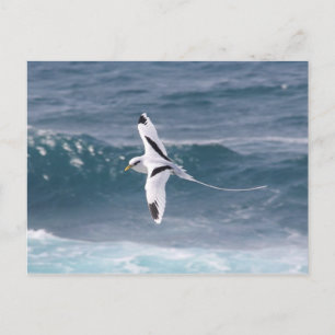 Paille-en-queue Postcard