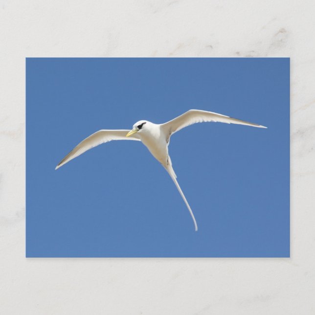 Paille-en-queue Postcard (Front)